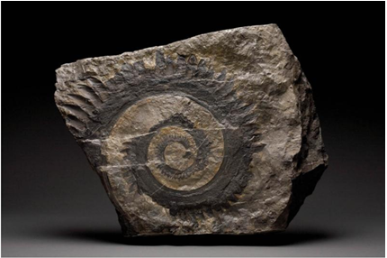 Width 75%/Centre justified/Cross section of brown rock showing a darker brown spiral patterned fossilised tooth
