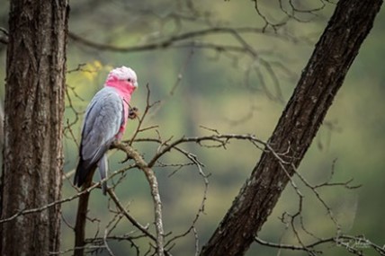 Galah sitting on a tree branch